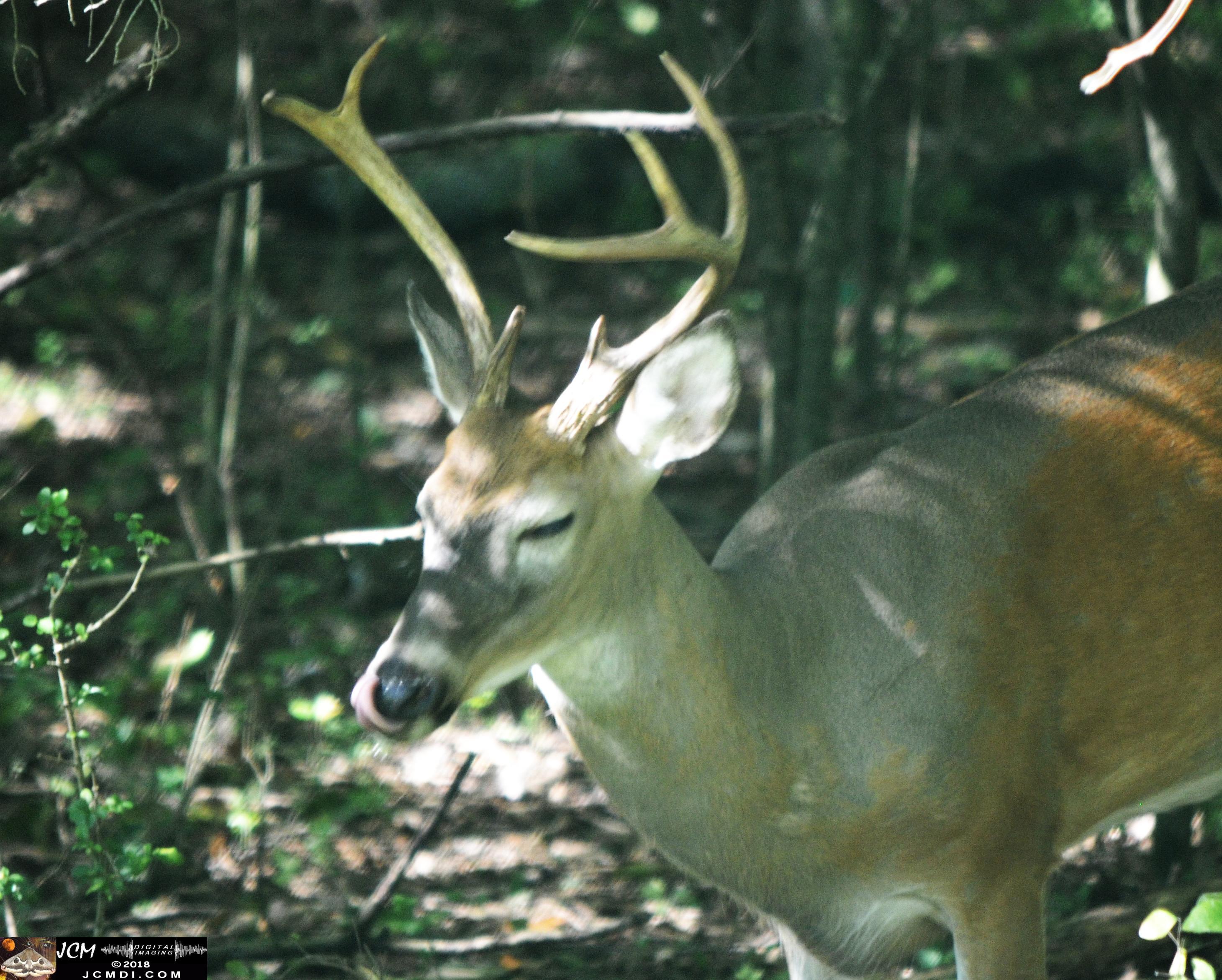 A Buck in the Woods at Old Hickory Lake TN lickin and blinkin